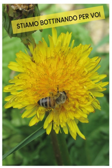 tarassaco in fiore - Apicoltura VolaVia