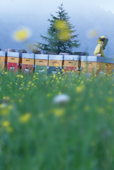 miele biologico monviso alberto Fino Volavia volaviabio - Apicoltura VolaVia