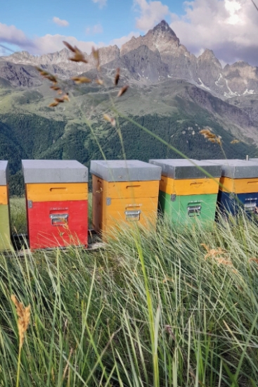 miele biologico monviso alberto Fino Volavia volaviabio valle po - Apicoltura VolaVia