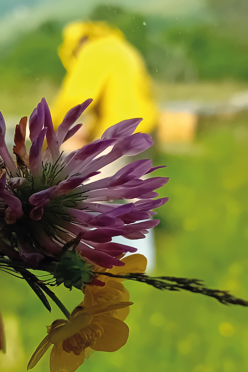 avia volaviabio miele Monviso Biologico honey terres monviso Alberto Fino presidio Slow food - Apicoltura VolaVia